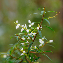 Leucopogon pimeleoides