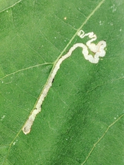 Stigmella tiliae