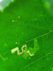 Stigmella tiliae