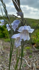 Gladiolus caeruleus