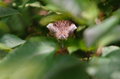 Burhinus bistriatus