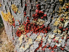 Pyrrhocoris apterus