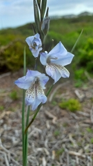 Gladiolus caeruleus