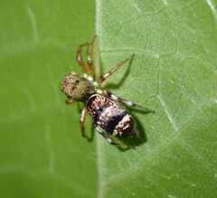 Salticidae