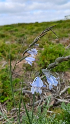 Image of Gladiolus caeruleus by (c) Ian Webb, some rights reserved (CC BY)