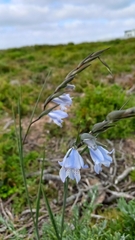 Gladiolus caeruleus