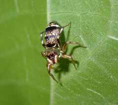Salticidae