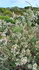 Eriocephalus racemosus