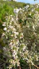Eriocephalus racemosus
