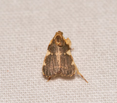 Parachma rufoflavalis