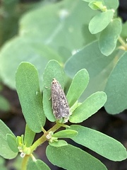 Dichomeris juncidella