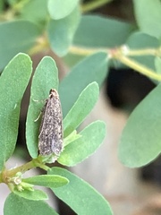 Dichomeris juncidella