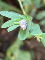 Dichomeris juncidella