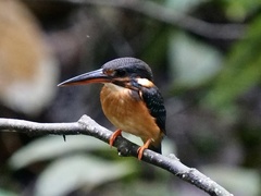 Alcedo peninsulae