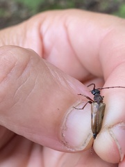 Lepturopsis