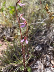 Eriochilus magenteus