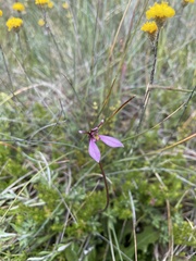 Eriochilus magenteus