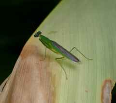 Mantodea