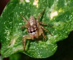 Salticidae
