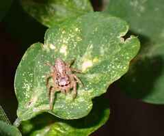 Salticidae