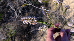 Scholtzia uberiflora