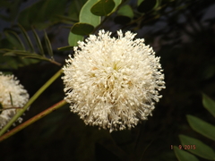 Leucaena lanceolata