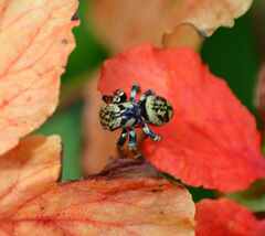 Salticidae