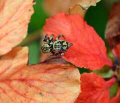 Salticidae