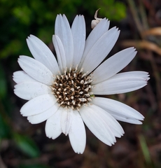 Gerbera serrata