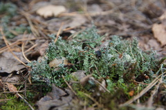 Cladonia phyllophora