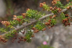 Erica arenaria