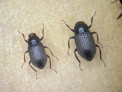 Helichus ussuriensis