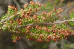 Erica arenaria