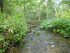 Helichus ussuriensis