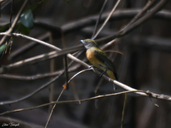 Heterocercus linteatus