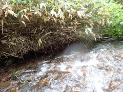 Helichus ussuriensis