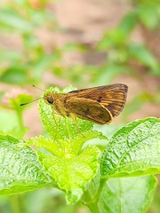 Oriens goloides