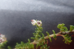 Erica arenaria