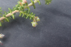 Erica arenaria