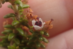Erica arenaria