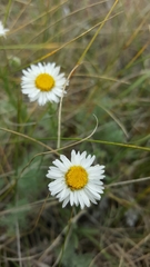 Erigeron caespitosus