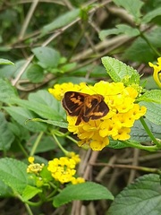 Oriens goloides