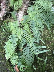Polypodiodes fieldingiana