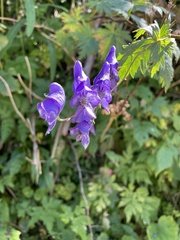Aconitum degenii