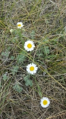Erigeron caespitosus
