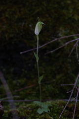 Pterostylis ectypha