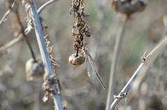 Clathroneuria coquilletti