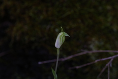 Pterostylis ectypha