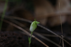 Pterostylis ectypha