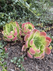 Aeonium canariense